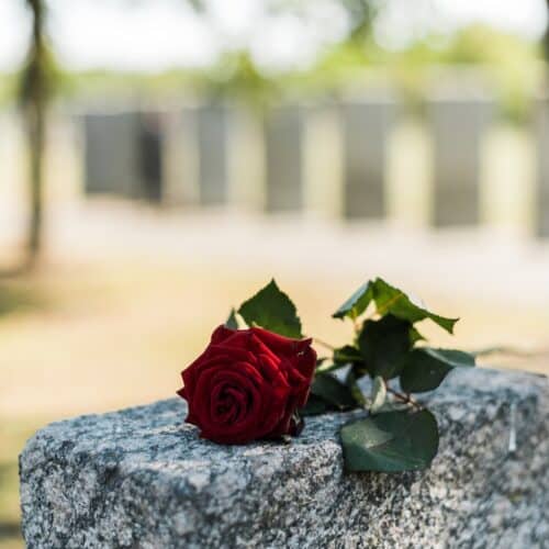 aromatic red rose on concrete tomb in cemetery representing grief and loss