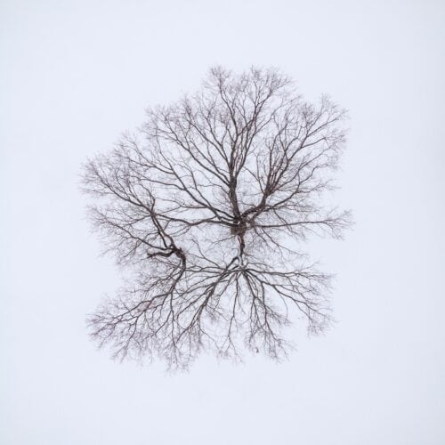 aerial view over the lonely bare tree in the snowy field in winter time.